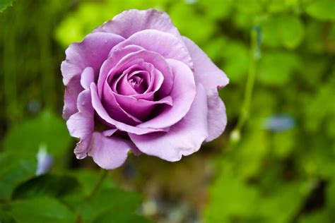 Purple Roses Top 5 Purple Rose Varieties Plantura