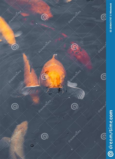 Koi Fish Swimming In The Fish Pond Stock Image Image Of Nature Color