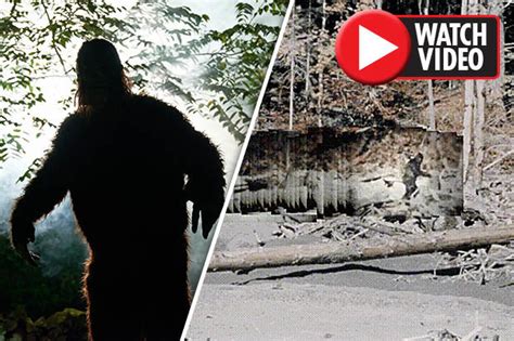 Bigfoot Video Stabilised Patterson Footage Blows Mystery Wide Open