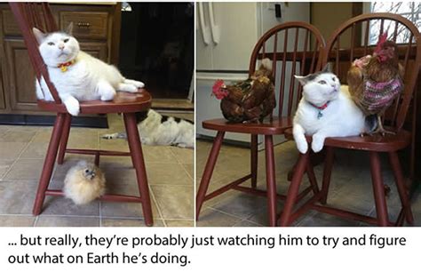 Cat Doesnt Understand Why Chicks Are So Obsessed With Him