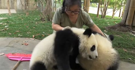 Nanny Has Her Hands Full With Adorable Panda Cubs