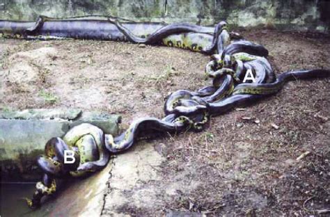 Mating Aggregation Of Anacondas Involving A Very Large Female Ashley