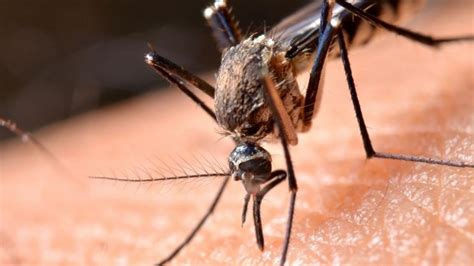 Detectan Virus Mortal Que Inflama El Cerebro Y Es Transmitido Por Mosquitos