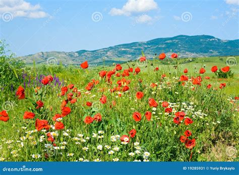 Beautiful Summer Mountain Landscape With Flowers Stock Image Image