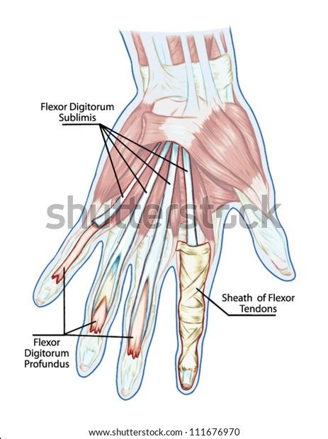 Tendon Diagram Hand Body Anatomy Upper Extremity Tendons The Hand