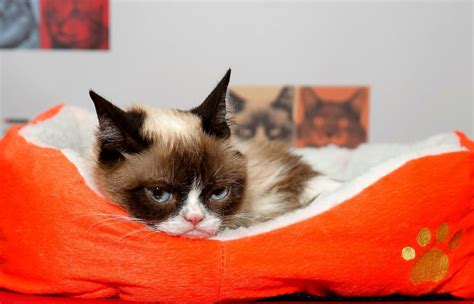 Grumpy Cat Good Job Meme Aviana Gilmore