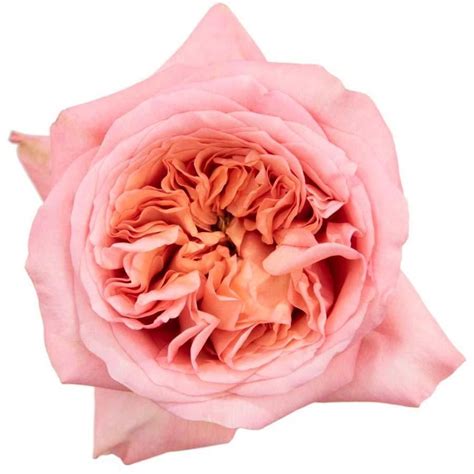 Rose Pink Expression 100 Stems Rose Varieties Pink Roses Pink Garden