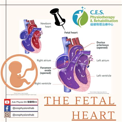 The Fetal Heart