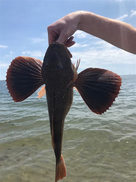 1st Time Surf Fishing Caught Two Sea Robins And A Striped Bass