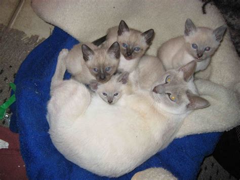 Remember, owning any pet is a commitment. Siamese Kittens For Sale California, Update New | Siamese ...