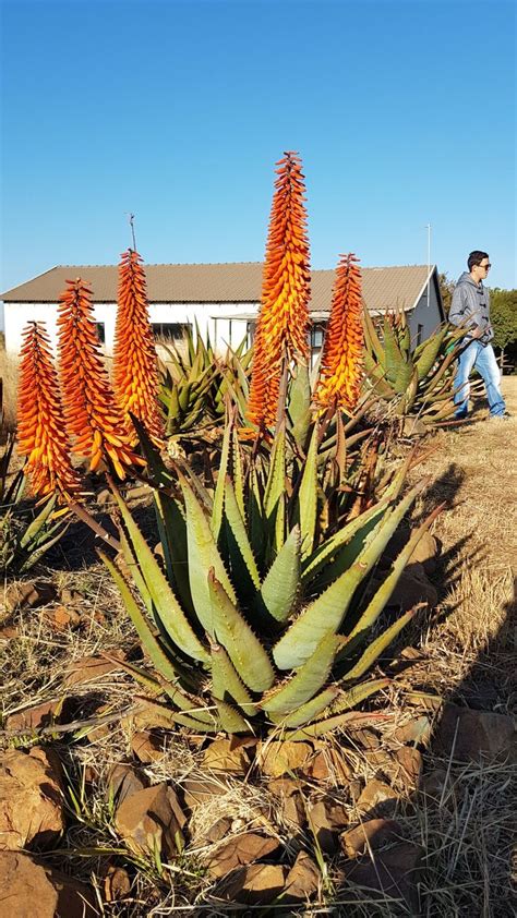 Aloe Hybrid In Flower Johans Hybrids Vaal Retreat June 2018 Plants