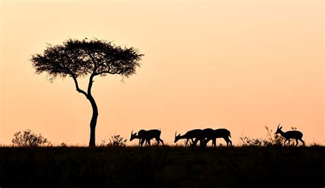 Sunset In The Masai Mara The Maasai Mara National Reserve Flickr