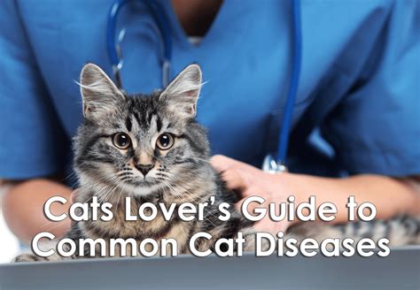 Cat Lovers Guide To Common Feline Diseases Infographic