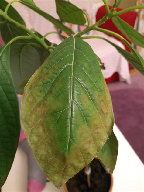Почему у авокадо сохнут листья фото