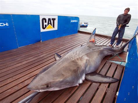 Hundreds Of Great White Sharks Spotted Along Nova Scotia Coast Some As