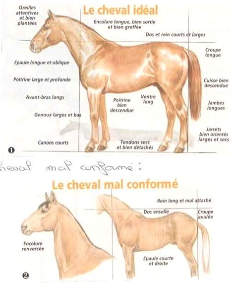 Hippologie Morphologie Profil Et Proportions Du Cheval