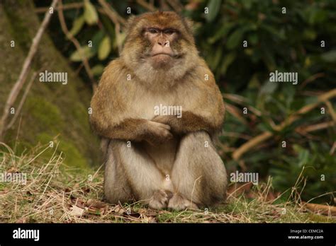 Monkey Is Sitting Hi Res Stock Photography And Images Alamy