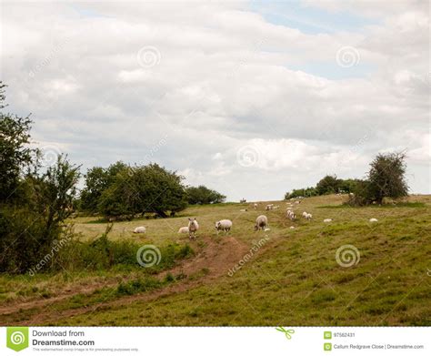 Sheep In A Uk Meadow Grassland Hill Outside Farming Stock Image Image
