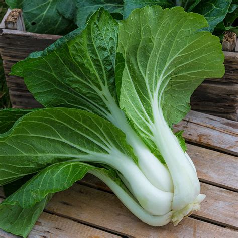 Pak Choi Seeds Non Gmo Quick Growing Perfect For Salads And Stir Fries