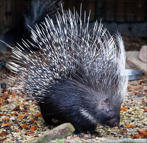 Porcupine South African Cape Porcupine Dudley Zoological Gardens