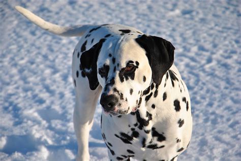 Free Images Snow Winter Sky Animal Canine Pet Snout Domestic