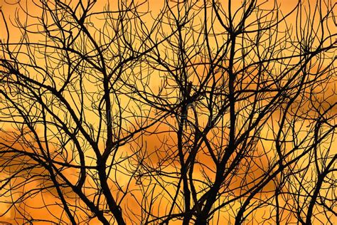 Tree Branches Against The Sunset Sky Outline Of Branches Is An
