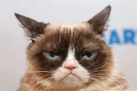 Are You Annoying Your Cat Whatpetlike Funny Cat Pictures Grumpy