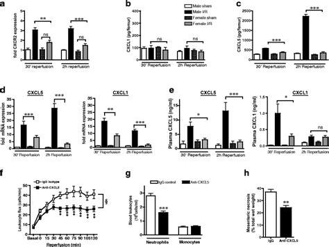 Sex Specific Regulation Of Chemokine Cxcl56 Controls Neutrophil
