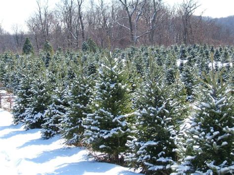 Christmas Tree Farms Near Me Pennsylvania Christmas Tree Farms 2021
