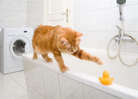 Katze Baden Diese Punkte Sollten Sie Beim Waschen Ihrer Katze