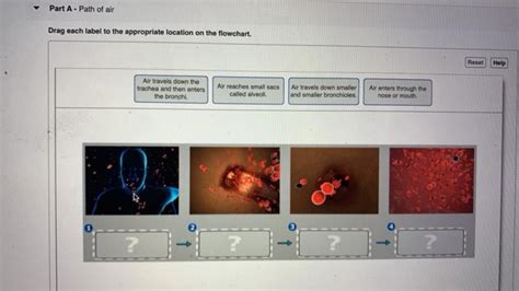 Solved Part A Path Of Air Drag Each Label To The Appropriate