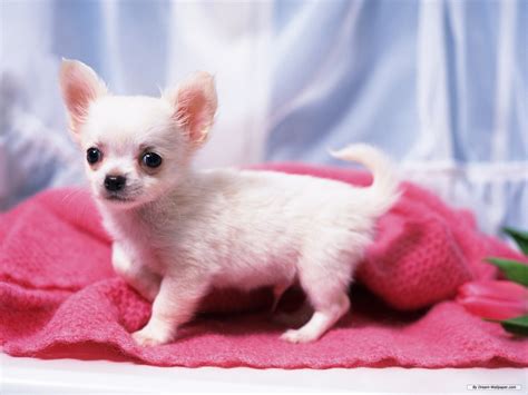 Free Download Gorgeous Chihuahua Chihuahuas Wallpaper 16750836
