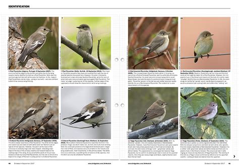 Migration Identification Tropical Birding And More Birdguides