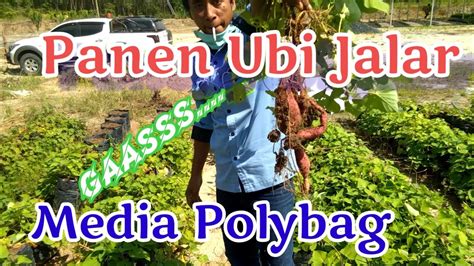 Panen Ubi Jalar Media Polybag Youtube