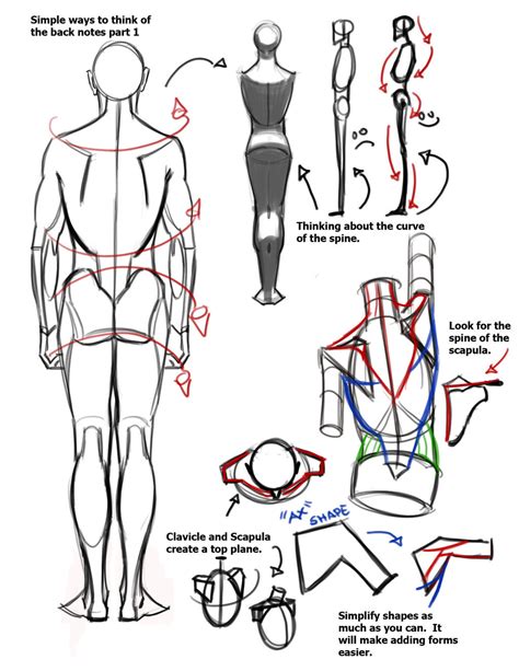 The female back muscles drawing k16522083 fotosearch. art Anatomy tutorials Bryan Lee artist tips FUNKYMONKEY1945 jay-h-bomb •