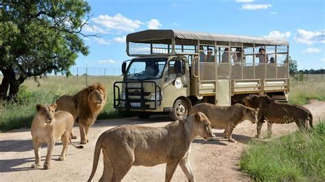 Lion And Safari Park Latest Fees Operating Hours Events