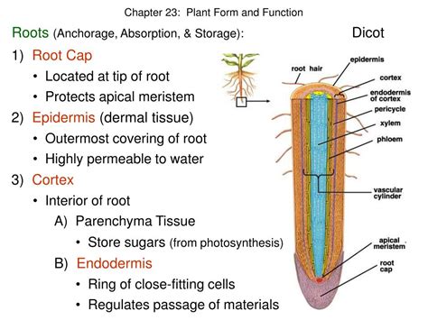 Ppt Chapter 23 Plant Form And Function Powerpoint Presentation Free
