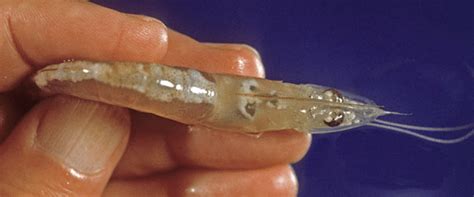 21 White Shrimp Litopenaeus Setiferus With The Microsporidian