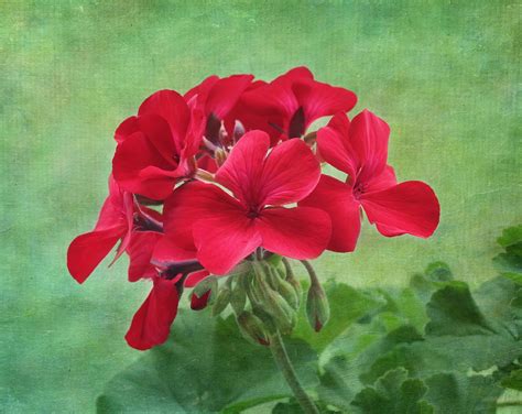 Red Geranium Flowers Photograph By Kim Hojnacki Fine Art America