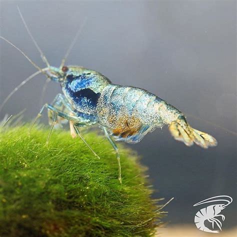 Amazing Photo Of A Berried Blue Bolt By Fairy Shrimp Need To Start A