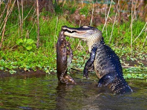 Yes, coyotes can catch and eat cats. Alligator Eats Bobcat - YouTube