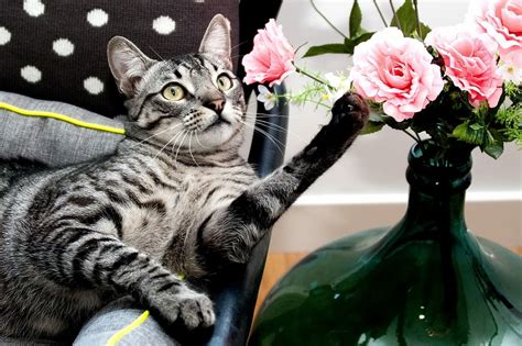 3440x1440px free download hd wallpaper silver tabby cat holding flower meme kitty cute