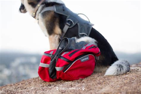 3 Best Dog Backpacks And Rucksacks For Hiking Heavy Duty