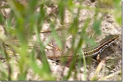 Photo Lézard Brun Lizard Lacerta Amadiyah Amedi Photo Kurdistan