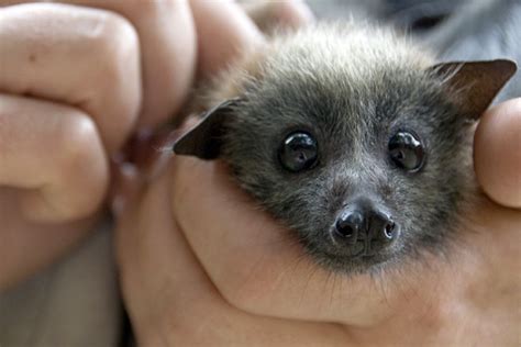 Please note that you will receive the romper shown in pictures 2,3,4. They Are The Night - The Most Adorable Baby Bats