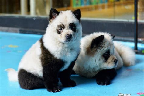Adorable Panda Dogs Causes Uproar In China Animal Rights Debate