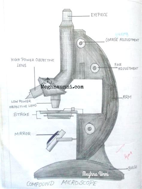 Compound Microscope Drawing At Explore Collection