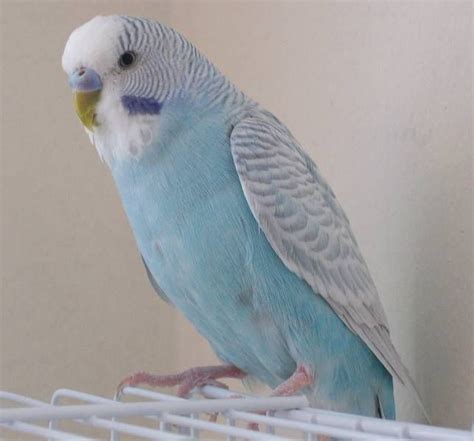 Light Blue Male Parakeet Blue Parakeet Parakeet Budgies Bird