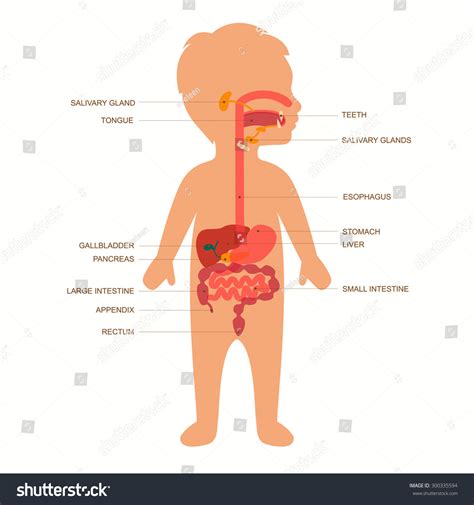 Human Anatomy Digestive System Child Stomach Vector Illustration