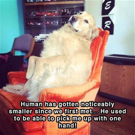 Funny Animal Memes Of The Day 25 Pics Funny Dog Memes Funny Animal